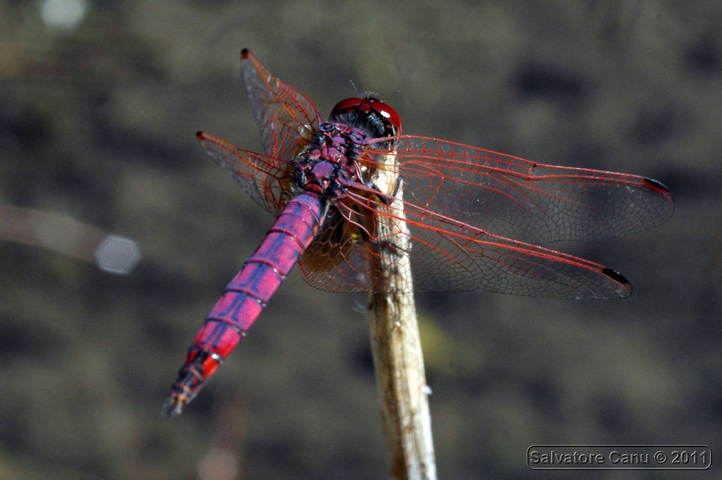 Trithemis annulata maschio e femmina